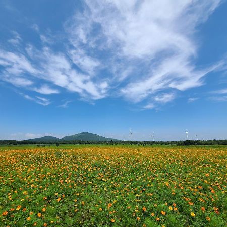 유채꽃길에 머문 시간 서귀포 외부 사진